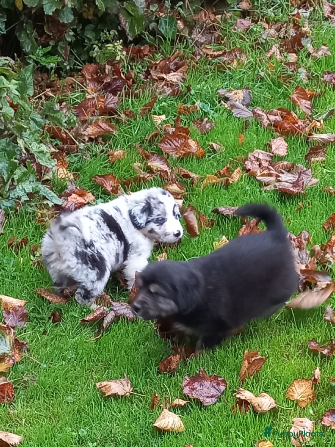 Kruising honden te koop: Mooie pups  mogen weg in de week van 27 november - Advertentie 10