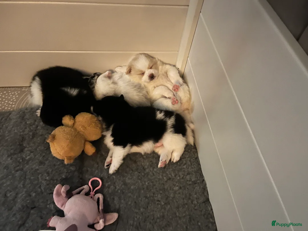 Kruising honden te koop: Teddydog  - Advertentie 2