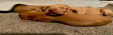 Vizsla korthaar 2