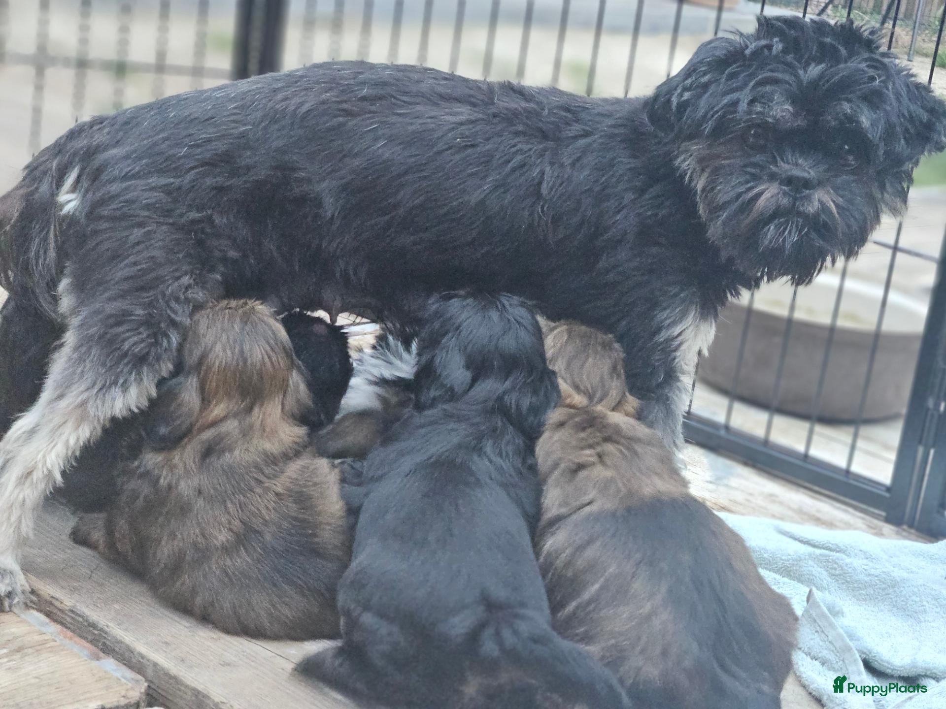 Shih Tzu honden Raszuivere Shihtzu pups - Advertentie 2