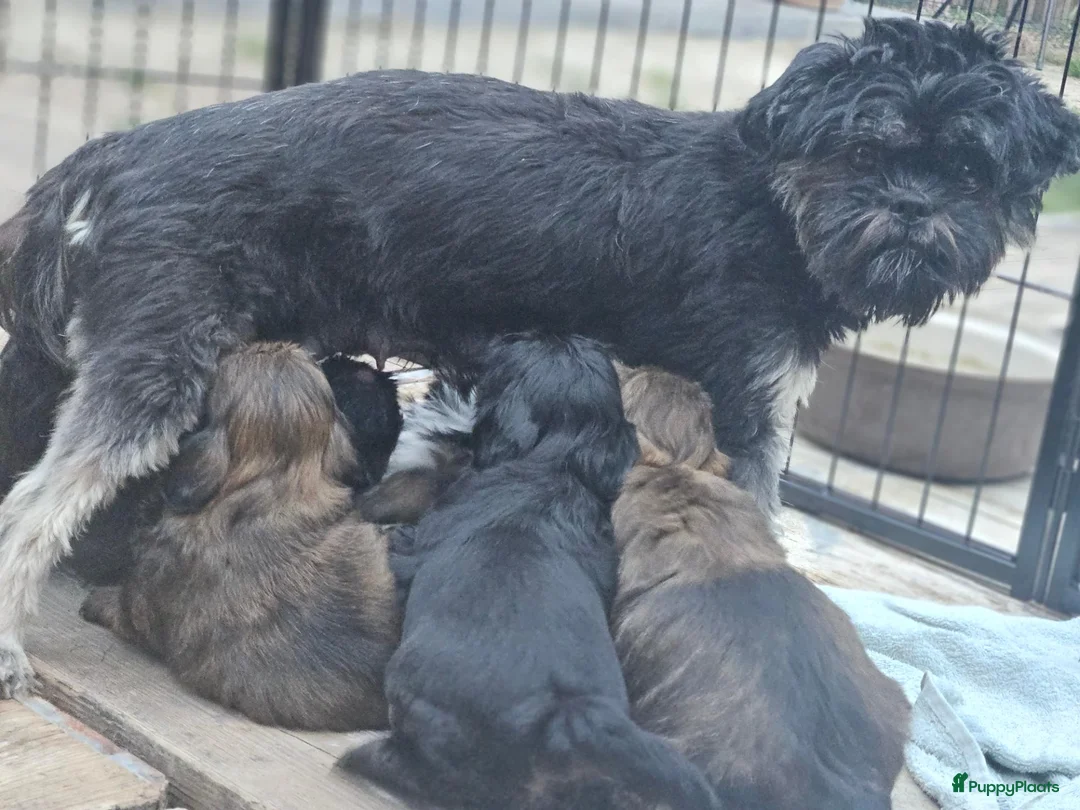 Shih Tzu honden te koop: Raszuivere Shihtzu pups - Advertentie 2