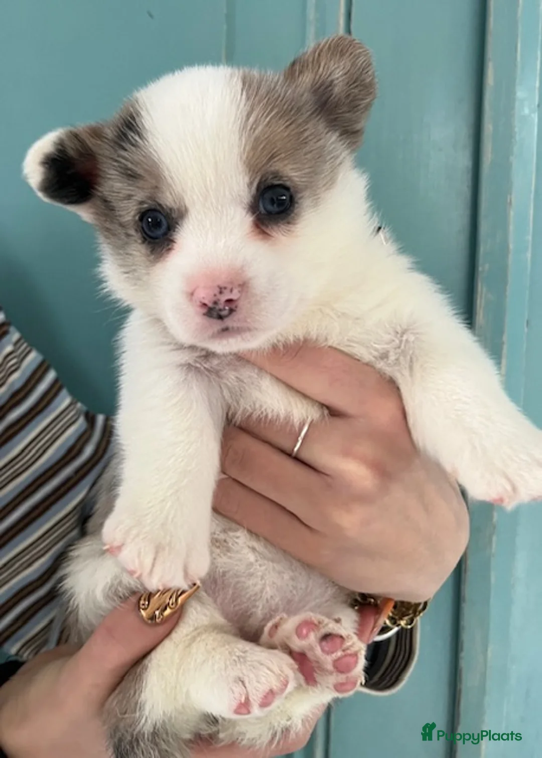 Welsh Corgi Cardigan honden te koop: Lief nestje met corgi pups beschikbaar - Advertentie 9