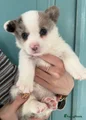 Welsh Corgi Cardigan Puppy 4