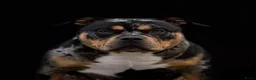 Amerikaanse Bully honden te koop: American Bully pocket pups verwacht  - Advertentie 8