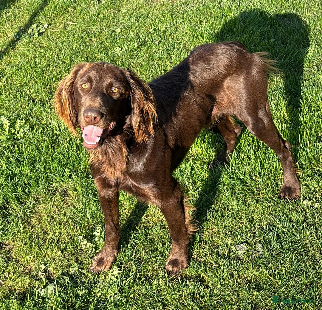 Duitse Staande Hond Langhaar honden te koop: Verwacht duitse staande Langhaar pups - Advertentie 7