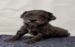 Australian Labradoodle honden te koop: Australian labradoodle Backcross micro/mini - Afbeelding 6