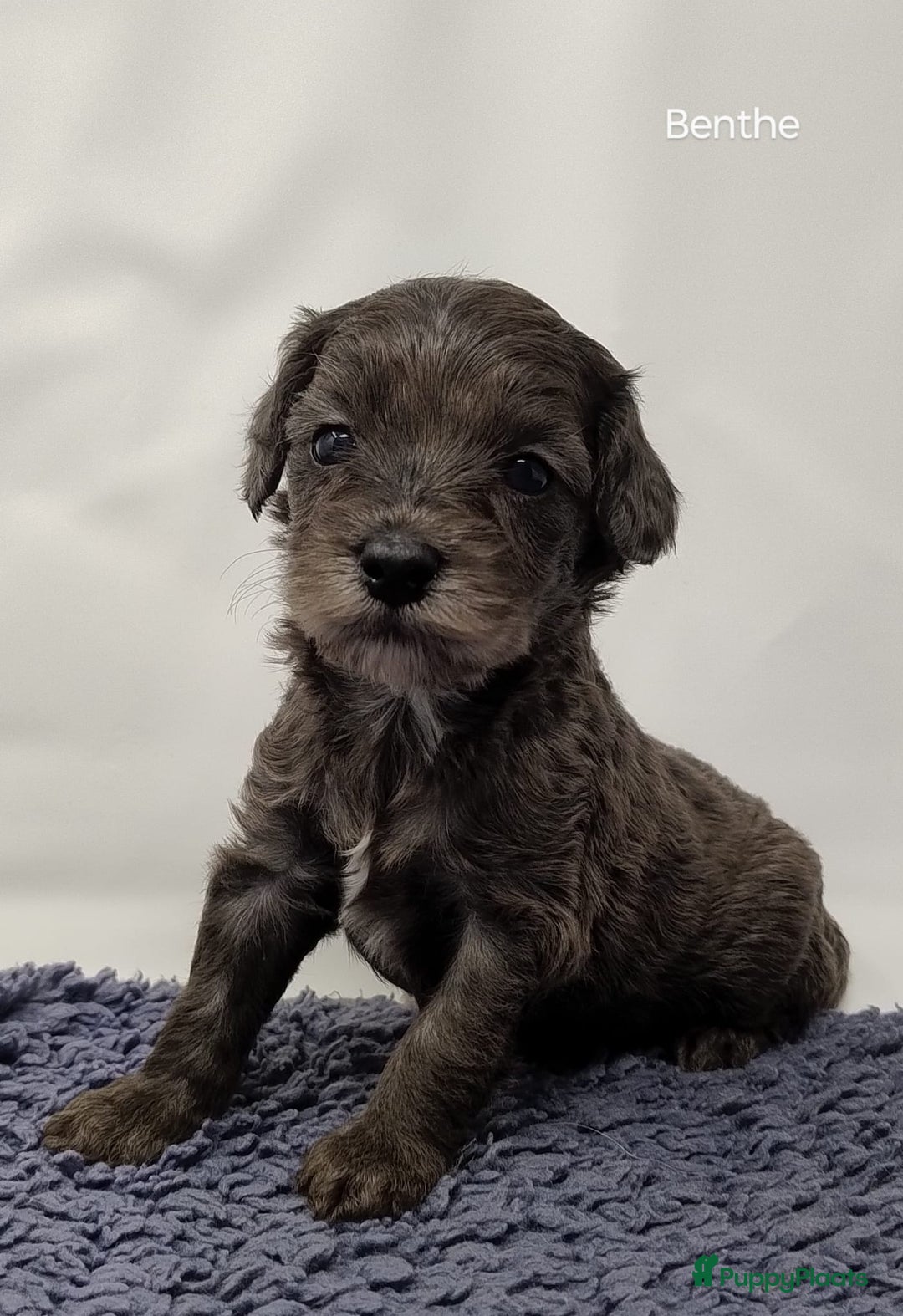 Australian Labradoodle honden te koop: Australian labradoodle Backcross micro/mini - Afbeelding 6
