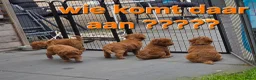 Labradoodle honden te koop: Mini labradoodles mogen verhuizen  - Advertentie 6