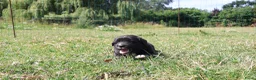 Labrador Retriever honden te koop: Wij hebben hele knappe labrador pups te koop - Advertentie 5