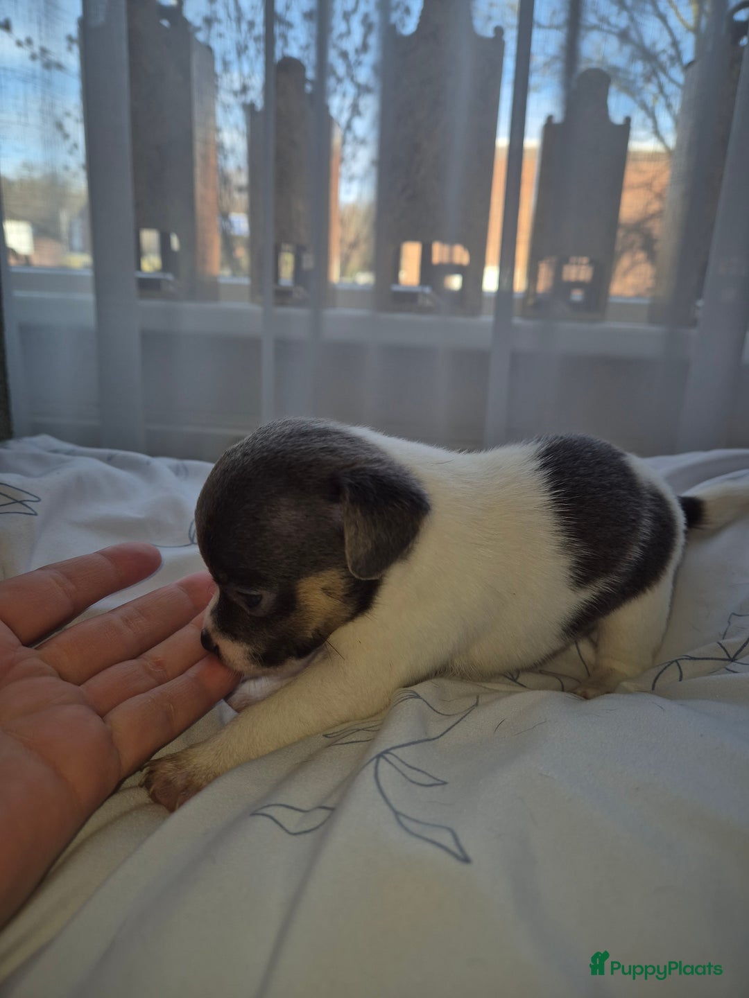 Jack Russel Terriër honden te koop: Nog 3 lieve jack russell pups te koop - Advertentie 5