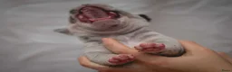 Amerikaanse Bully honden te koop: American Bully pocket pups verwacht - Advertentie 28