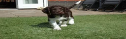 Heidewachtel honden te koop: Prachtige Heidewachtel puppy's aangeboden - Advertentie 6