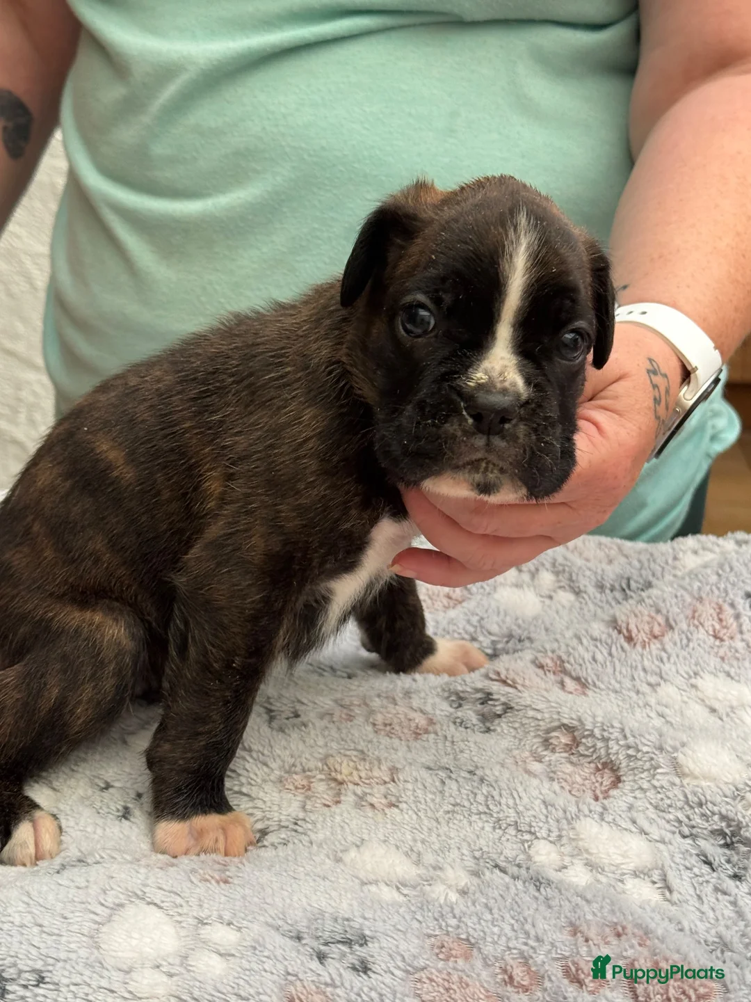 Boxer honden te koop: Mooie boxer pups in Baarle-Nassau - Advertentie 2