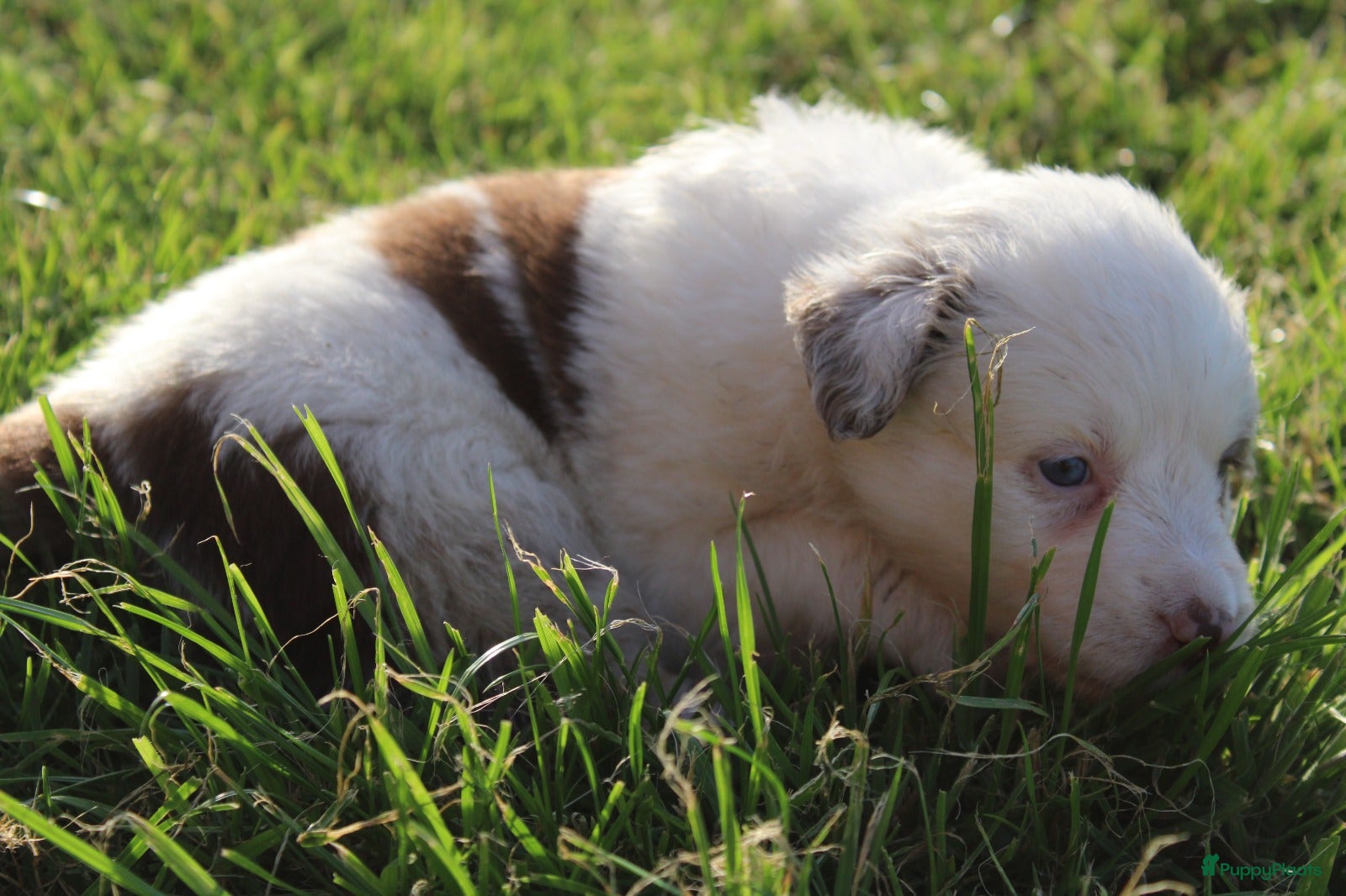Border Collie Puppy 5
