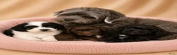 Boomer honden te koop: Mooie gezonde boomer pups. Maltezer maal shih tzu - Advertentie 9