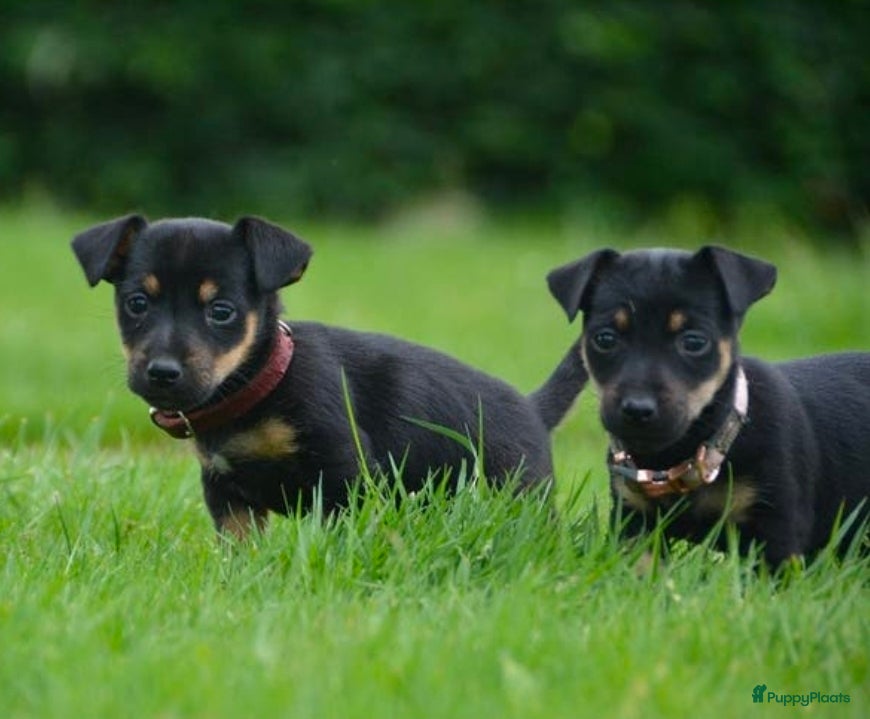 Jack Russel Terriër honden te koop: Supermooie Jack-Russell pups,  groeien op in huis. - Advertentie 6