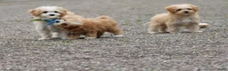 Maltipoo honden te koop: Lieve Maltipoo pups - Advertentie 13
