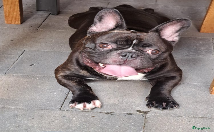 Franse Bulldog honden - Advertentie 1