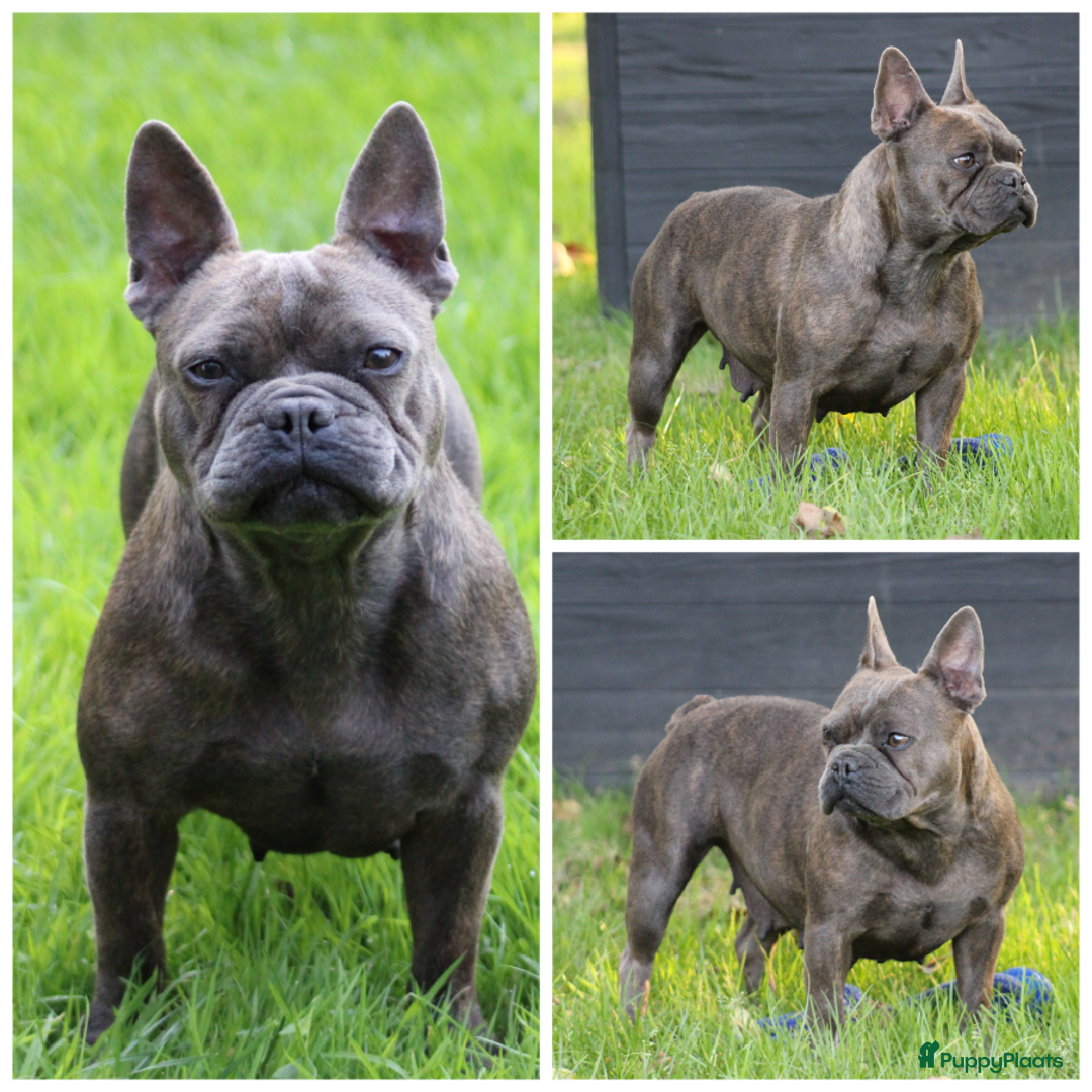 Franse Bulldog honden te koop: Franse Bulldog pups - Advertentie 39