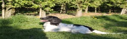 Engelse Springer Spaniel honden te koop: Engelse Springer Spaniel Pups geboren uit werklijn - Advertentie 6
