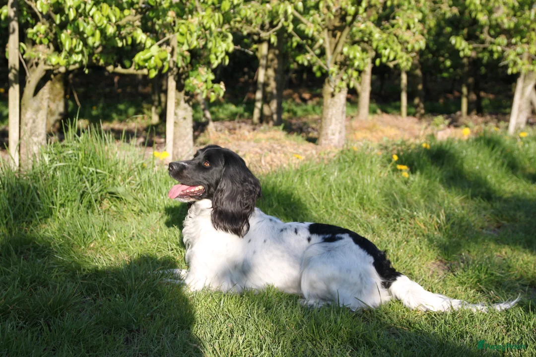 Engelse Springer Spaniel honden te koop: Engelse Springer Spaniel Pups geboren uit werklijn - Advertentie 6