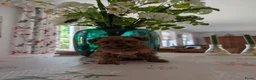 Maltipoo honden te koop: Maltipoo pups - Advertentie 7