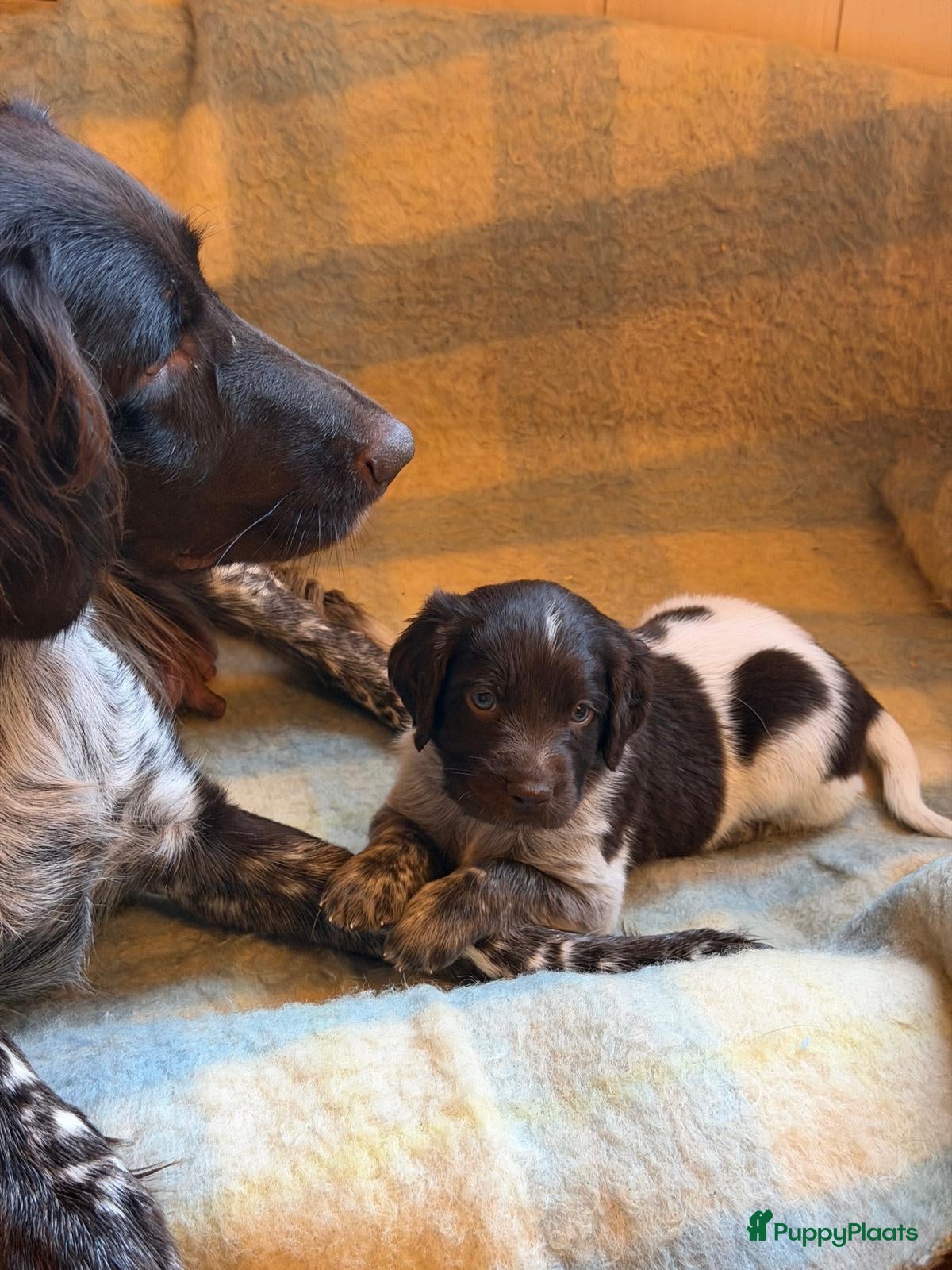 Heidewachtel honden Heidewachtel pups - Advertentie 14