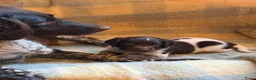 Heidewachtel honden te koop: Heidewachtel pups - Advertentie 1
