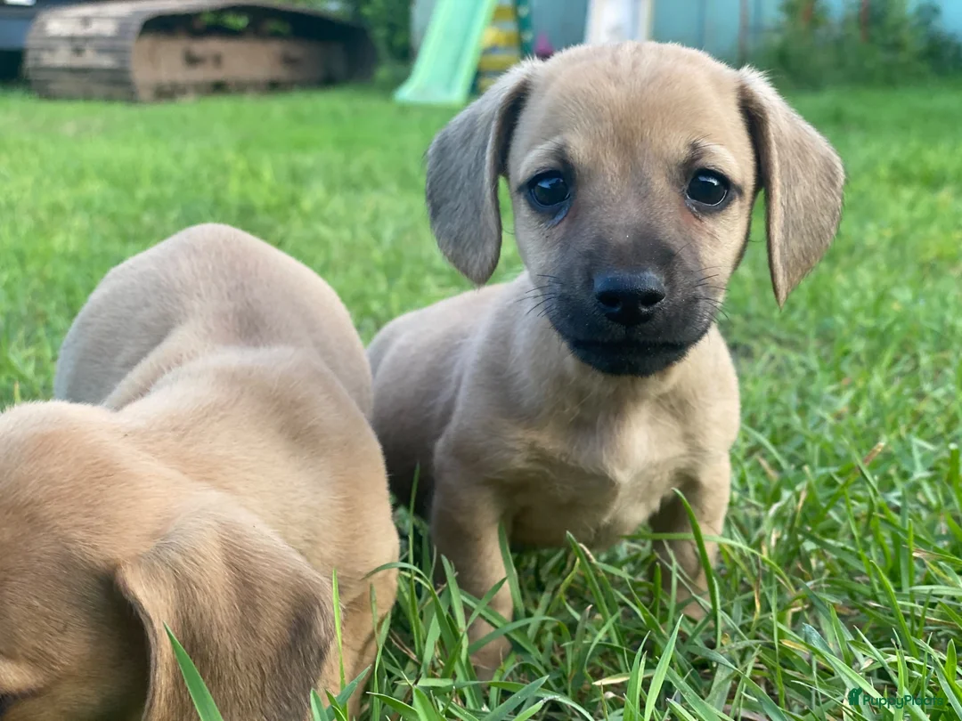 Kruising honden te koop: Kortharige teckels met vleugje chihuahua  - Advertentie 2