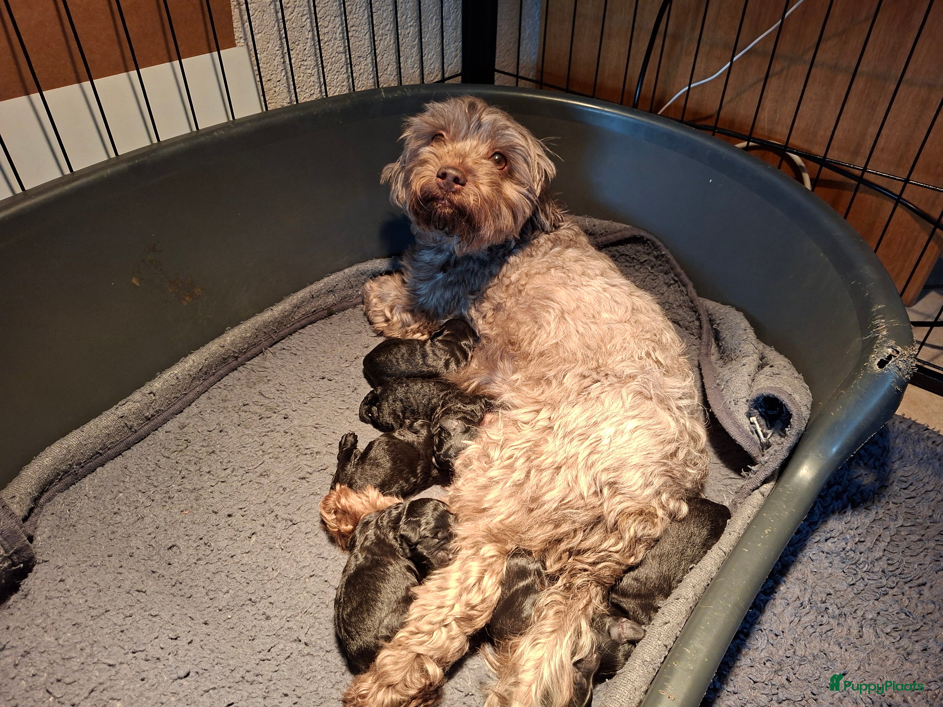 Shihpoo honden Te koop aangeboden Shihpoopups - Advertentie 2