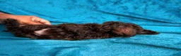Poedel Toy honden te koop: Toy poedelpup - Advertentie 5