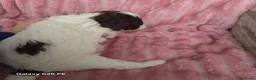Lagotto Romagnolo honden te koop: Lagotto Romagnolo Pupies - Advertentie 10