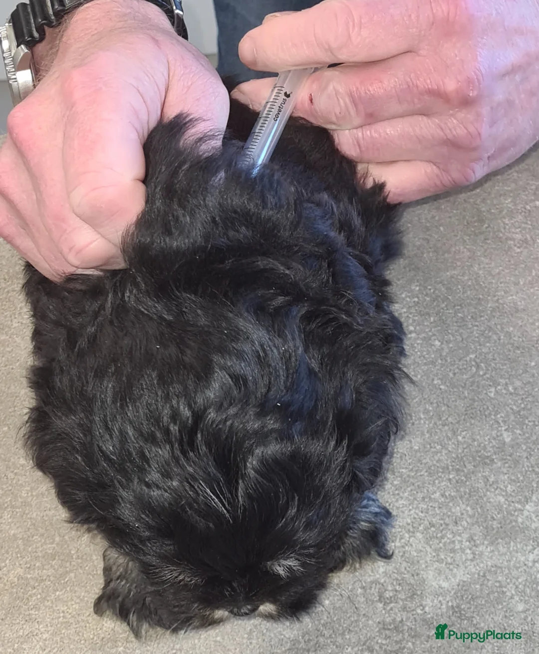 Maltipom honden te koop: Prachtig Lieve,shipom in ons gezin opgegroeid - Advertentie 24