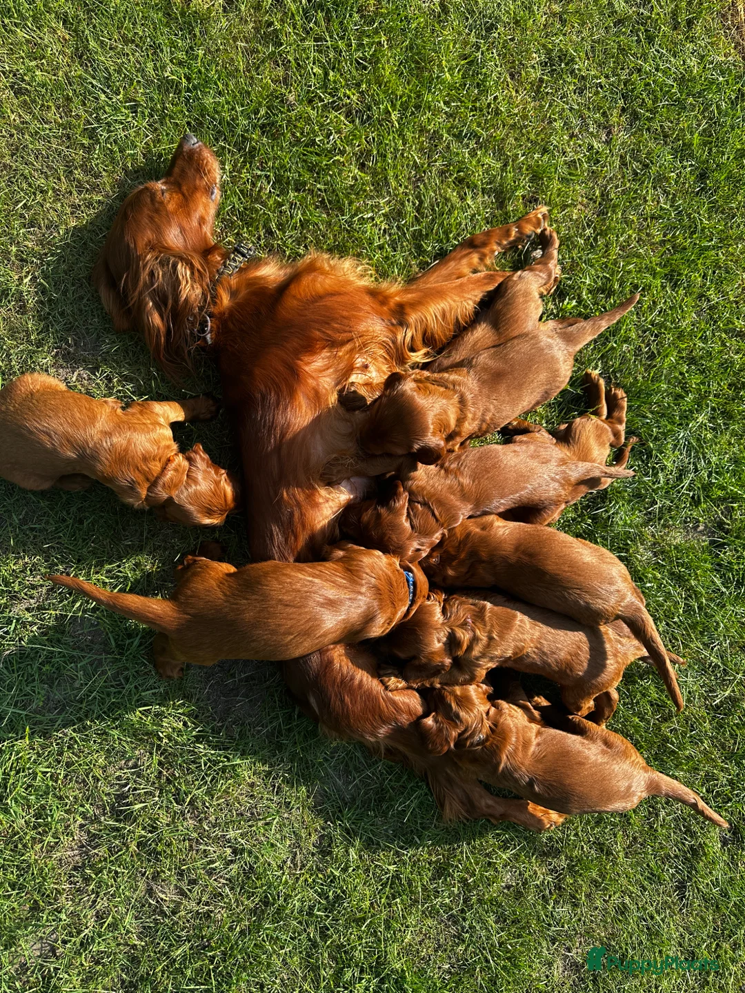 Ierse Setter honden te koop: Mooie Ierse setter pups - Advertentie 2