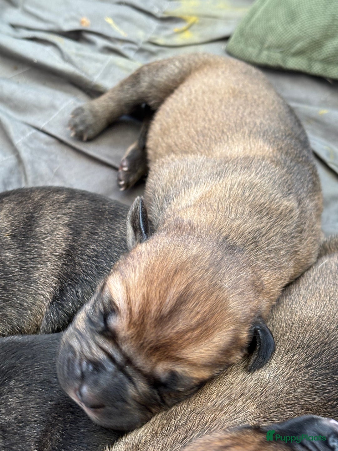 Kruising honden te koop: Mooie Presa/Fila 🥰 mastiff pups zoeken personeel  - Afbeelding 34