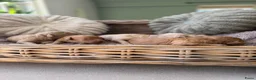 Labradoodle honden te koop: Mini Labradoodle  - Advertentie 8