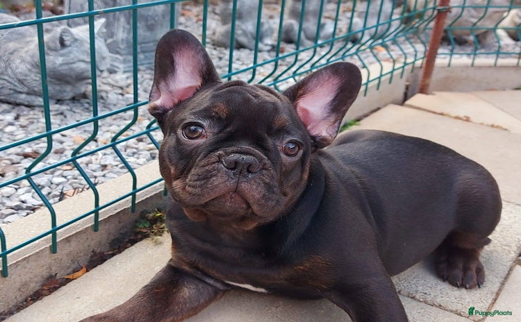 Franse Bulldog honden in Zoutleeuw - Advertentie 3