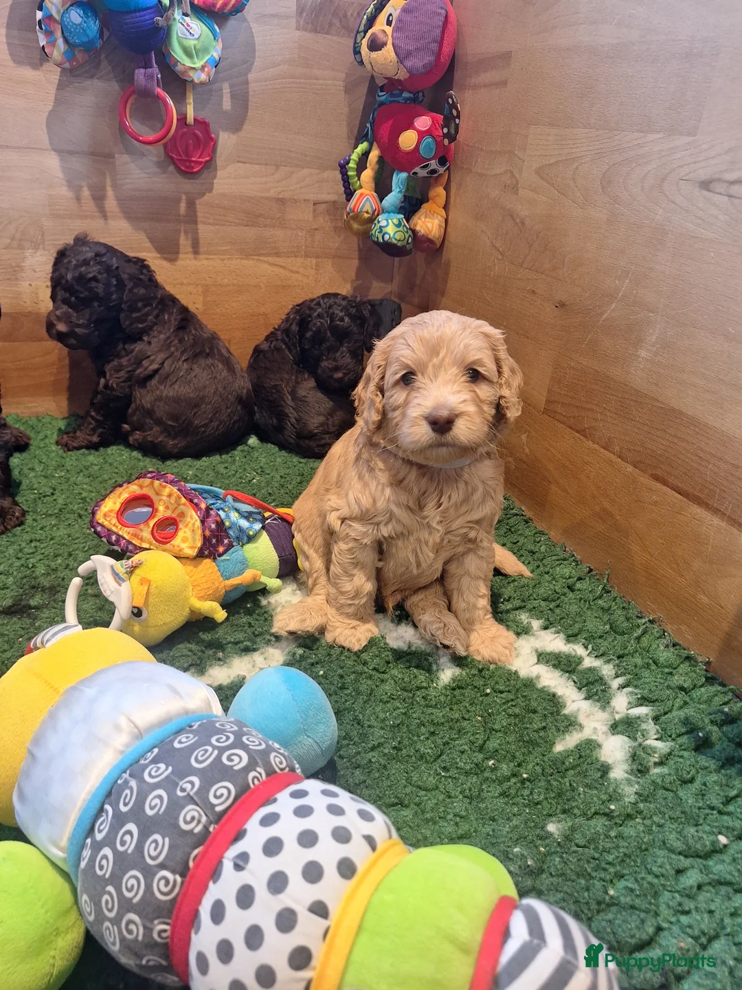 Kruising honden te koop: Australian labradoodle pups - Advertentie 13