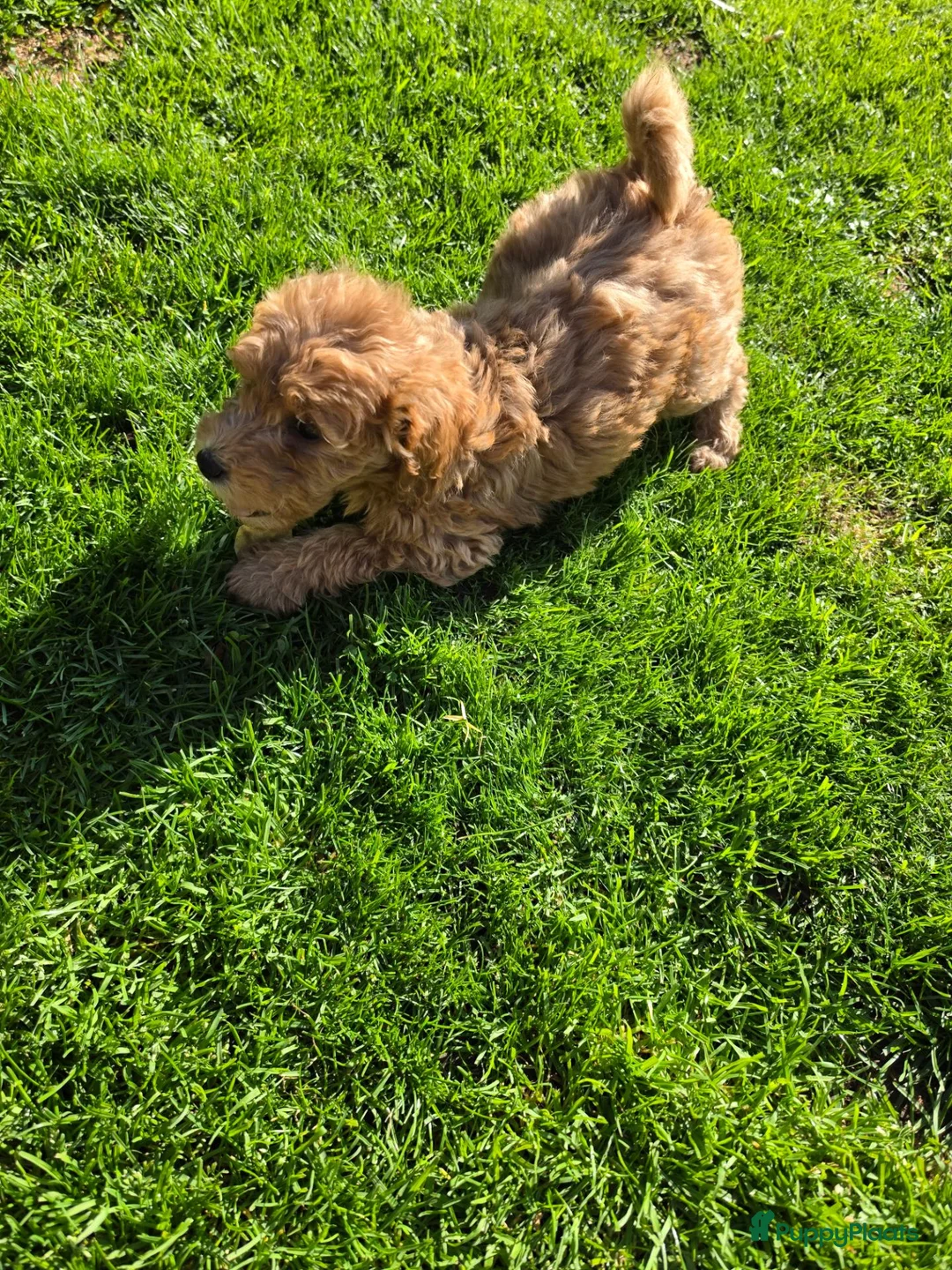 Labradoodle honden te koop: Labradoodle puppie's prachtige kleuren. - Advertentie 2