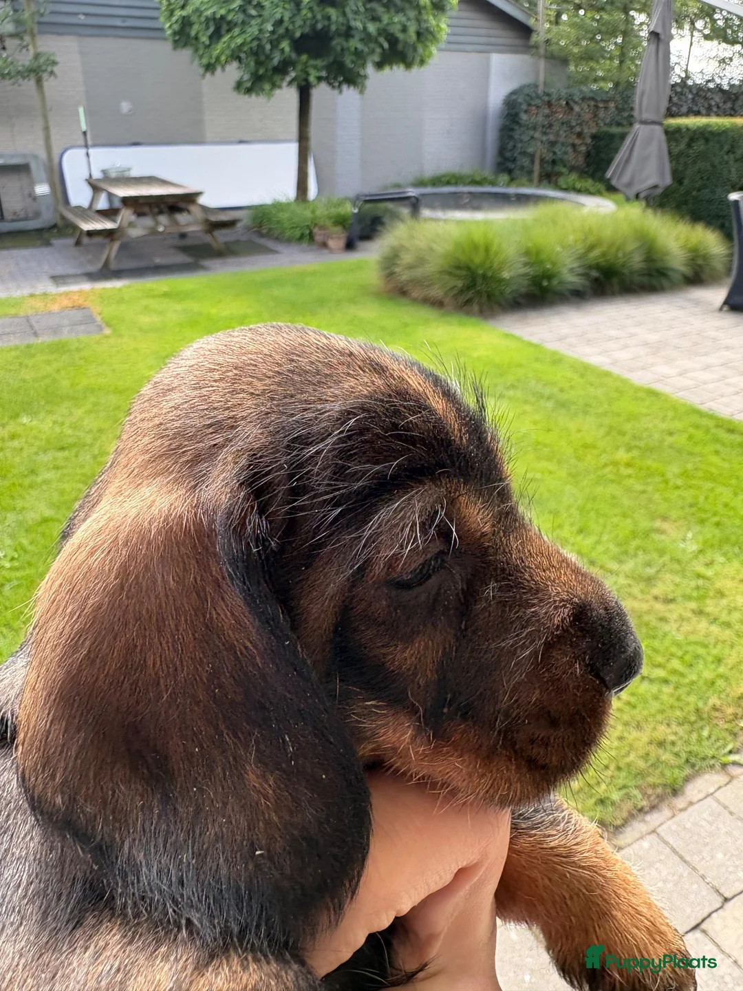 Ruwhaar Teckel honden te koop: Teckel standaard ruwhaar FCI-stamboom - Advertentie 10