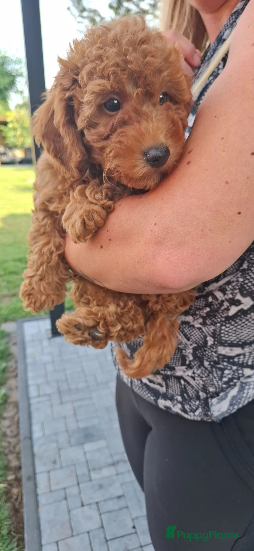 Dwergpoedel honden te koop: Lieve dwergpoedel-puppy's zoeken een warm thuis!  - Advertentie 2