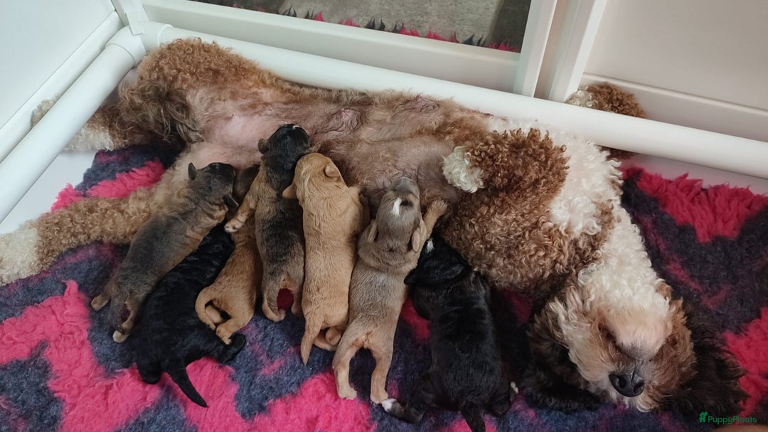 Labradoodle honden te koop: Mini-medium Labradoodle pups  in Wedde - Afbeelding 7