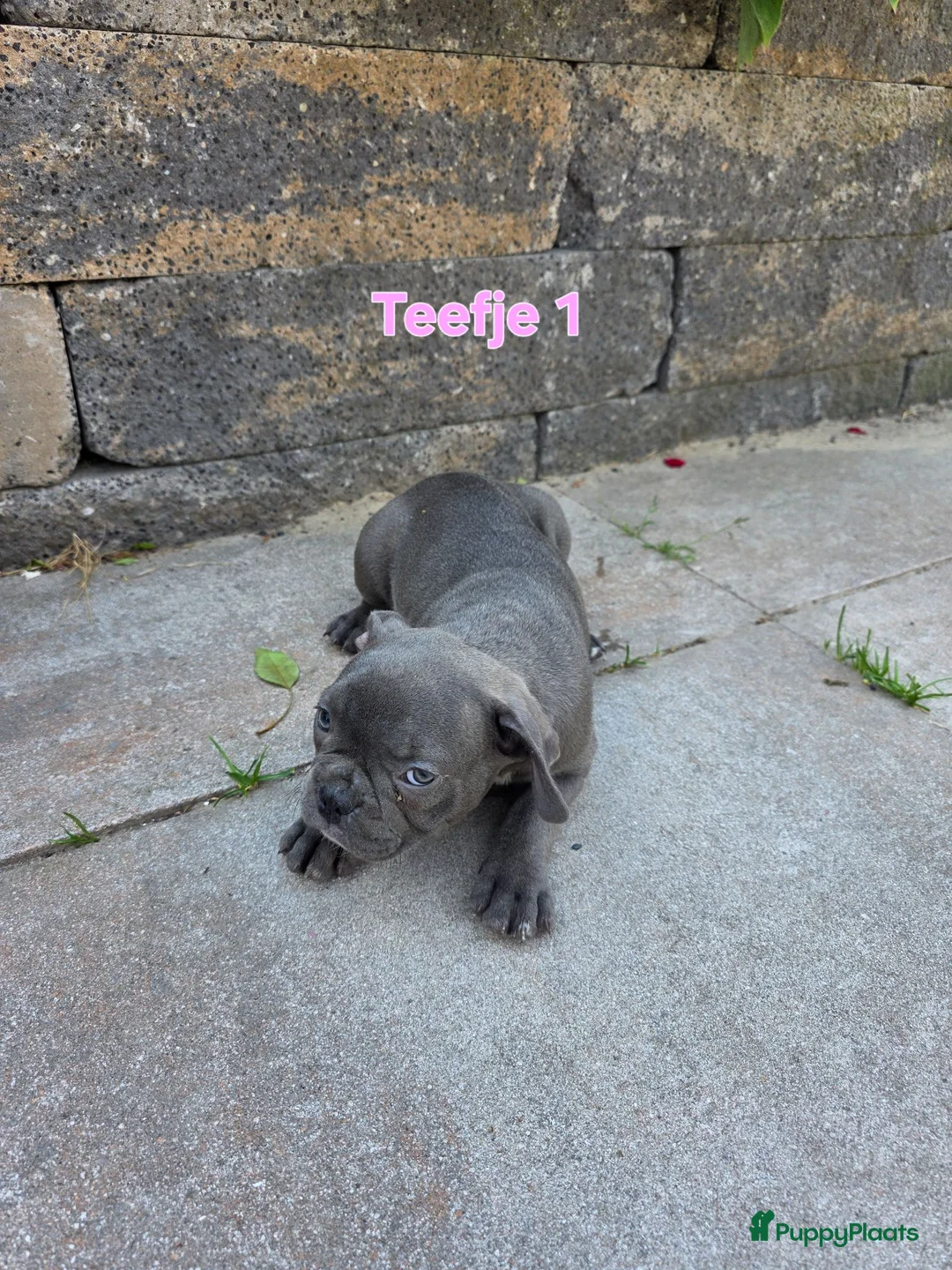 Franse Bulldog honden te koop: Franse bulldog pup teefje mag nestje verlaten  - Advertentie 2