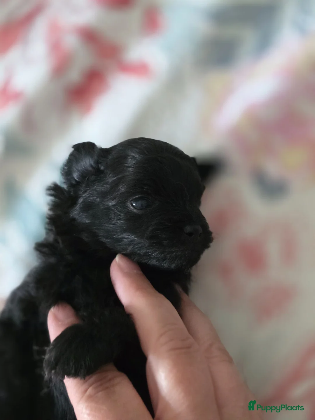 Kruising honden te koop: Pomeriaan×toypoedel - Advertentie 22