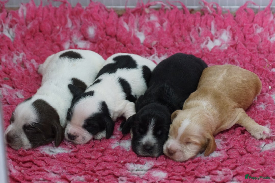 Engelse Cocker Spaniel honden te koop: Engelse Cocker Spaniel Pups met Stamboom  - Afbeelding 18