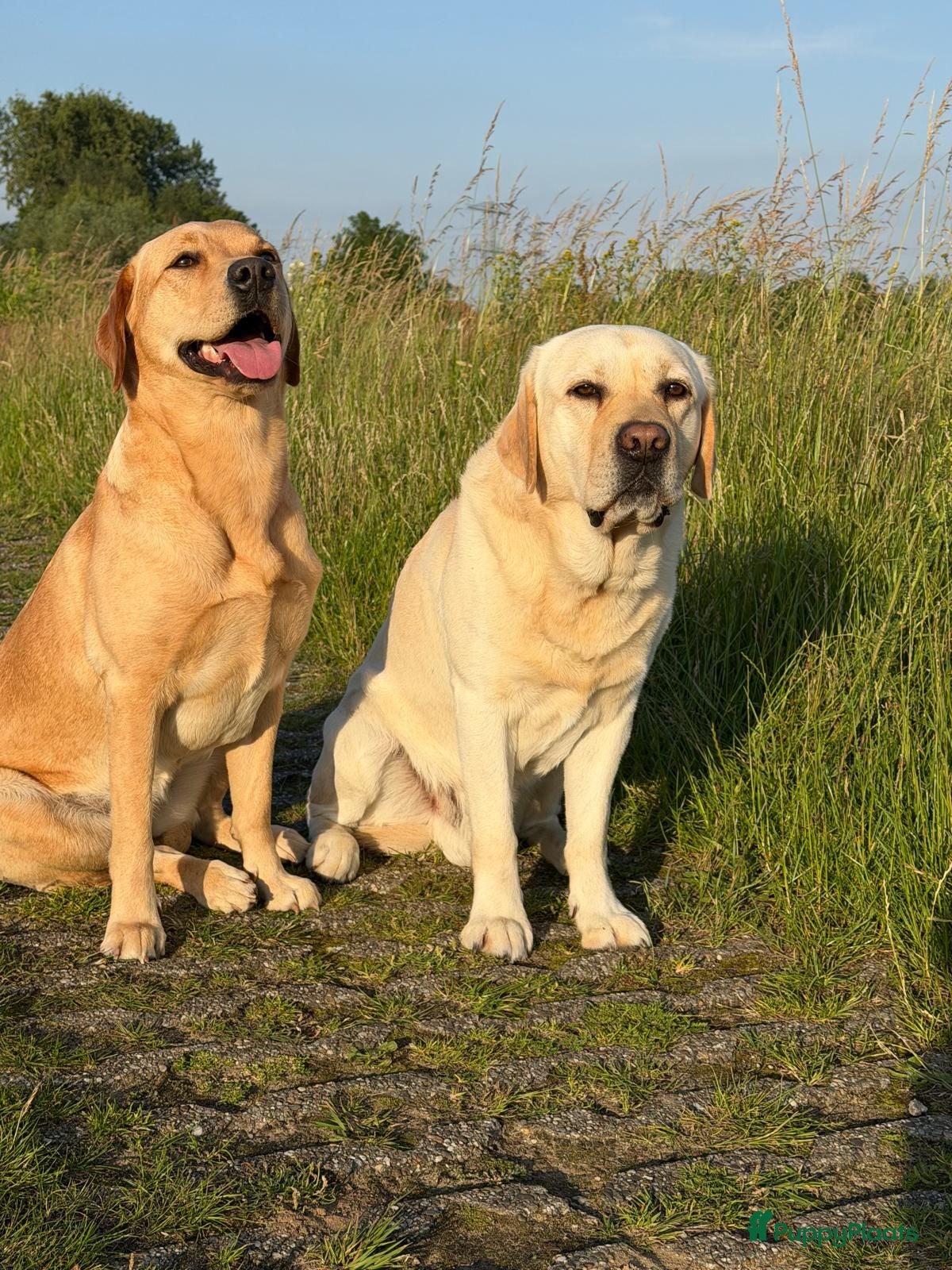 Labrador Retriever honden Nestje verwacht medio september 26  - Advertentie 2