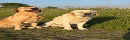 Labrador Retriever honden te koop: Nestje verwacht medio september 26  in Zwolle - Advertentie 2