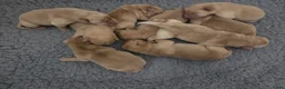 Labrador Retriever honden te koop: 🐾💛Labrador pups met stamboom beschikbaar 💛🐾 - Advertentie 6