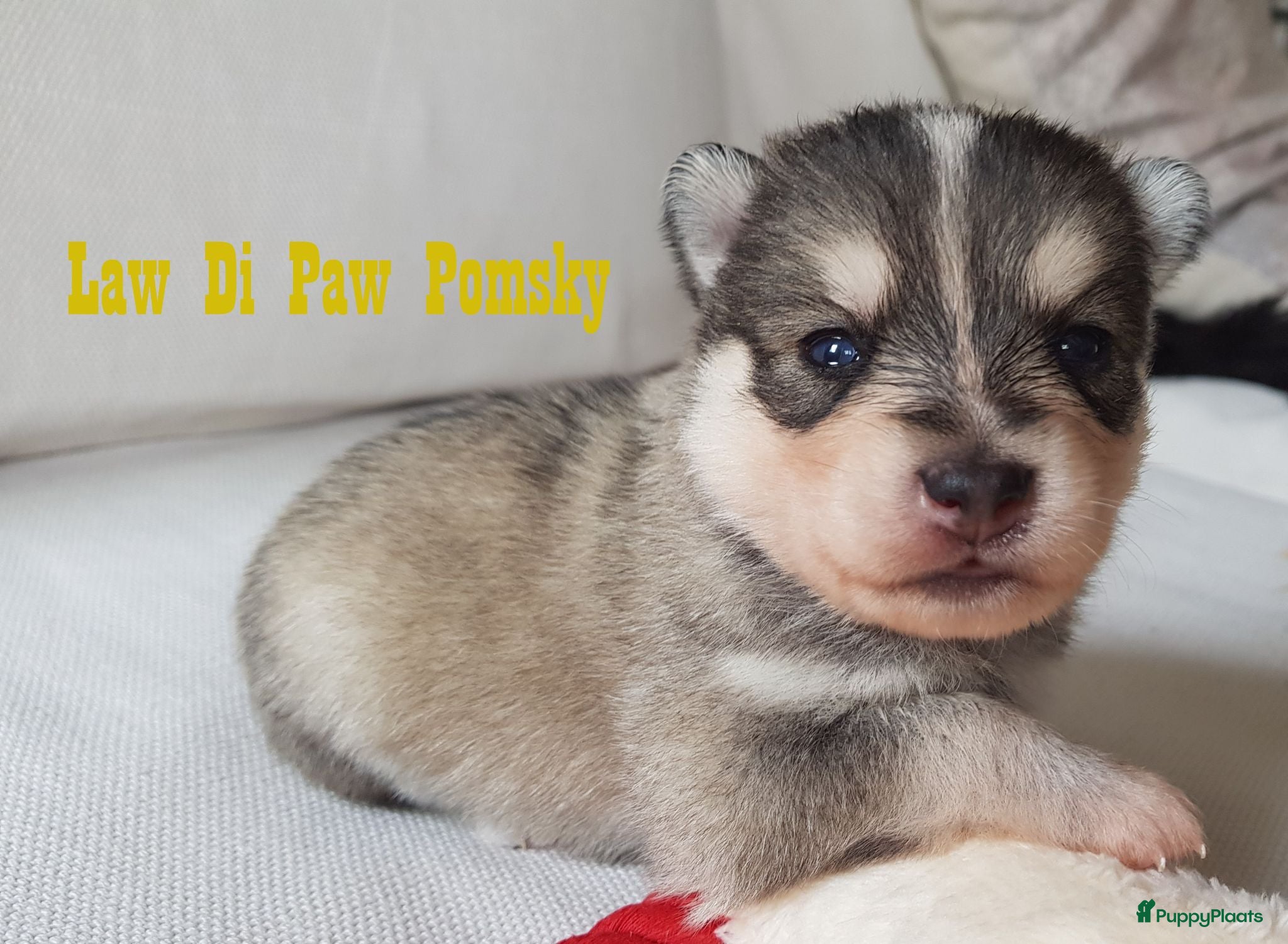 Pomsky honden Pomsky puppy’s F4+, 100% Amerikaanse bloedlijn - Advertentie 2