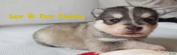 Pomsky honden te koop: Pomsky puppy’s F4+, 100% Amerikaanse bloedlijn - Advertentie 5